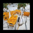 승자농장 이미지