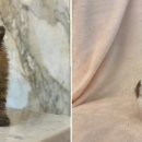 도그마루 강아지고양이 목동점 이미지