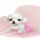 곱슬강아지 이미지