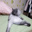 그루밍 시옷 이미지