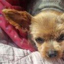 선샤인 동물병원 이미지