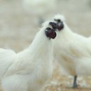웰빙농축산 - 수원시 영통구 덕영대로1555번길 46 | 웰빙농축산