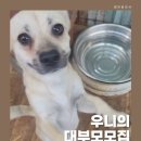 🐾우니의 대부모님 &amp; 임보처 모집🐾 이미지