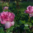 로즈파크 - 양평군 용문로 305-1 | 로즈파크