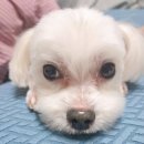 프라임병원 | 부평 프라임 동물 병원 후기｜강아지 싸움 후 귀 다쳤을 때 응급 진료 후기