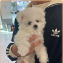 로얄펫 강아지분양 고양이분양 전주본점 | 전주 로얄펫, 귀여운 강아지 고양이 분양의 명소