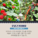 은골구기자마을 네이버블로그