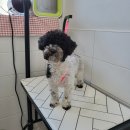 동행펫살롱 이미지