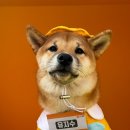 놀러오개 이미지