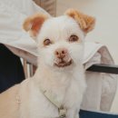 장관주유소 | 멍우리협곡 캠핑장, 한탄강 주상절리와 둘레길이 만나 반려견 동반 캠핑장 이용 후기, 명당 정보