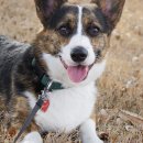 야당동물병원 이미지