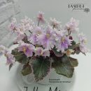 african violet jolly mist 이미지