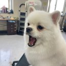 수 애견미용 이미지
