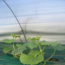 안골농원 이미지