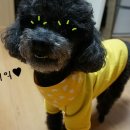 옐로우봉봉 이미지