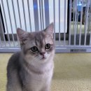 놀면묘하냥 고양이카페 | 파주 운정 고양이 카페 놀면묘하냥고양이카페