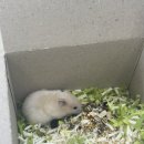 햄스터살롱 이미지