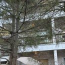 강촌꿀벌독채펜션 | 강촌여행 1박2일:: 하얀허브펜션 멘유스파, 마지막 겨울 바베큐와 스파 즐기기