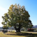 보석사   은행나무 이미지