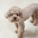 사랑모아 동물약국 | 강아지 넥스가드 동물약국 가격 얼마?