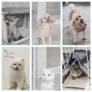 원 반려동물 미용실 이미지