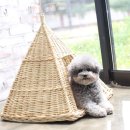 우리집강아지 애견미용 이미지