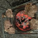 파인빌리지관광농원 | 셀프바베큐장 양주 연꽃빌리지관광농원 다녀온 후기