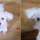 복실이 PC 이미지