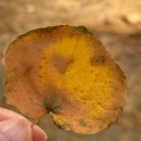 정선읍 현대아파트 후문 옆 | 11월 첫 주간일기 (난방비국가지원, 누아주가든하객후기, 서울대안양수목원 주차, 후기)