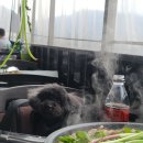 풍경 | 원동 미나리삼겹살 반려견동반 가능한 맛집 머무르는풍경 후기[내돈내산]