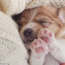 뉴욕애견 이미지