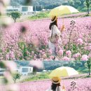 허브원 이미지