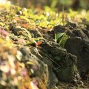 화산농원 이미지