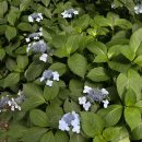 영희와바둑이 애견미용샵 이미지