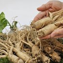 풍기인삼삼계탕 이미지