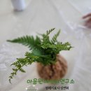 ﻿[대구원예치료] 토피어리 #마음원예심리연구소/ 대구원예치료사 / 대구복지원예사/ 도시농업관리사 / 군인원예수업/ 실버인지원예치료 이미지