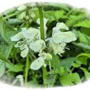 골뫼골명품마을 이미지