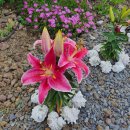 드림농원 민박 이미지