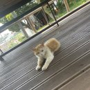 송이도친환경가족펜션 이미지