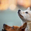 새로이동물병원 이미지