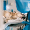 위즈동물메디컬센터 이미지