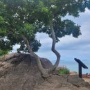 나무한그루 이미지