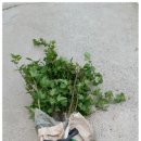 왕산농장 이미지