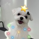포실하개 이미지