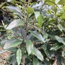 비파나무처분합니다 이미지