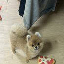 한사랑 애견미용샵 | [시흥/정왕동] 포메라니안 곰돌이컷 첫 미용, 망쿠애견샵 후기