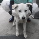 녹차분재로 이미지