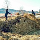 백마 농장2 이미지