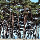 소나무푸드 이미지