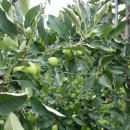 신정현농장 이미지